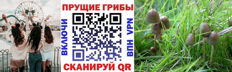 где продают наркотики  Людиново  Галлюциногенные грибы GOLDEN TEACHER 